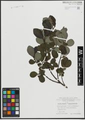 Foto von Salix appendiculata Vill. x Salix aurita L.